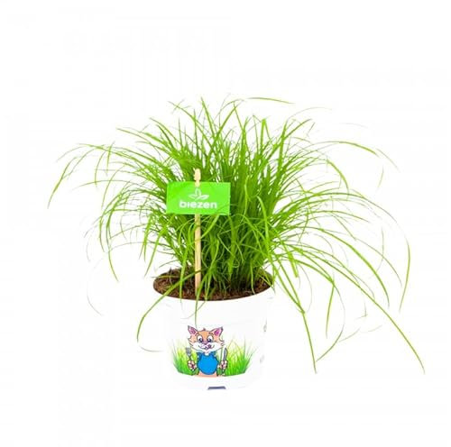 Cyperus Zumula Natural Hierba Gatera de Primera Calidad