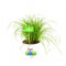 Cyperus Zumula Natural Hierba Gatera de Primera Calidad