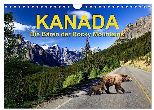 KANADA - Die Bären der Rocky Mountains (Wandkalender 2026 DIN A4 quer), CALVENDO Monatskalender: Unser Kalender über die Kanadischen Bären zeigt die ... seiner natürlichen Umgebung. (CALVENDO Natur)