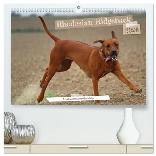 Rhodesian Ridgeback - Ausdrucksstarke Gesichter (hochwertiger Premium Wandkalender 2026 DIN A2 quer), Kunstdruck in Hochglanz: Körpersprache Hund: Die Mimik läßt Bände sprechen (CALVENDO Tiere)