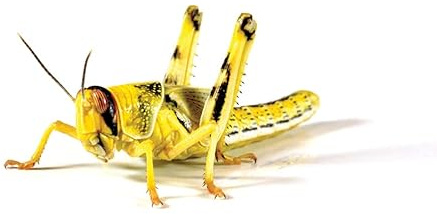 Monkfield Nutrition - Medium Live Locusts (18-24mm) - Letterbox Friendly - Popular Live Food for Reptiles