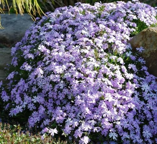 5000 Graines De Phlox, Graines De Fleurs, Jardin Décoratif, Graines De Fleurs, Forte Vitalité,C