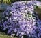 5000 Graines De Phlox, Graines De Fleurs, Jardin Décoratif, Graines De Fleurs, Forte Vitalité,C
