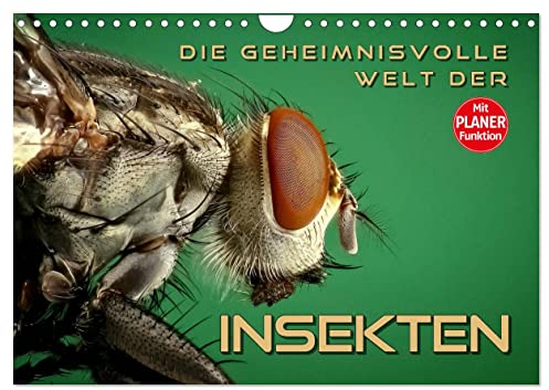 Die geheimnisvolle Welt der Insekten (Wandkalender 2025 DIN A4 quer), CALVENDO Monatskalender