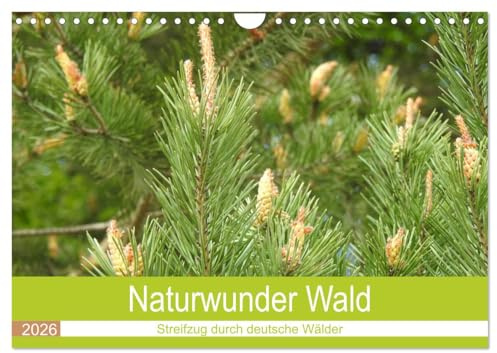 Naturwunder Wald (Wandkalender 2026 DIN A4 quer), CALVENDO Monatskalender: Der Wald, ein unbezahlbares Ökosystem. (CALVENDO Natur)