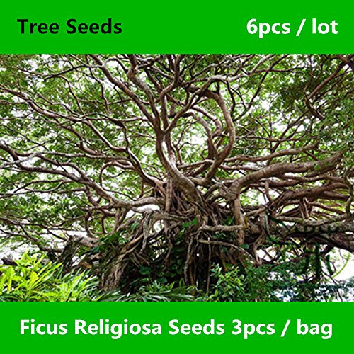 Shopmeeko ^^ Weit kultivierte Peepal Ficus Religiosa ^^^^ 6pcs, Familie Moraceae Mehrjährige heilige Feige ^^^^, Halb-immergrüner Bodhi-Baum ^^^^