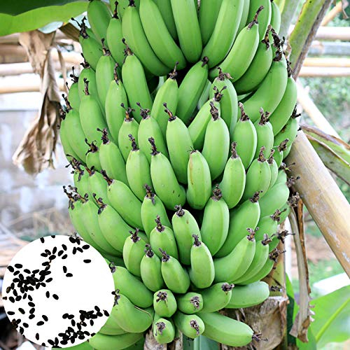 Benoon Bananenpflanzen Samen, 100 Stück/Beutel Bananenpflanzen Samen Starke Überlebensfähigkeit Hochertragige Mehrjährige Balkon Bonsai Sämlinge Für Die Farm Bananensamen