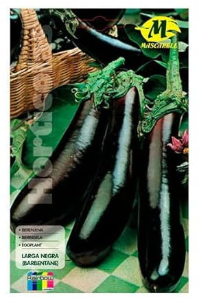 Semillas Hortícolas - Berenjena larga negra - Mascarell