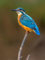 Acryl-Bild 50 x 70 cm: Europäischer Eisvogel (Alcedo atthis) thront auf einem Stock über dem Fluss und jagt nach Fischen. Dieser spatzengroße Vogel (121768344)