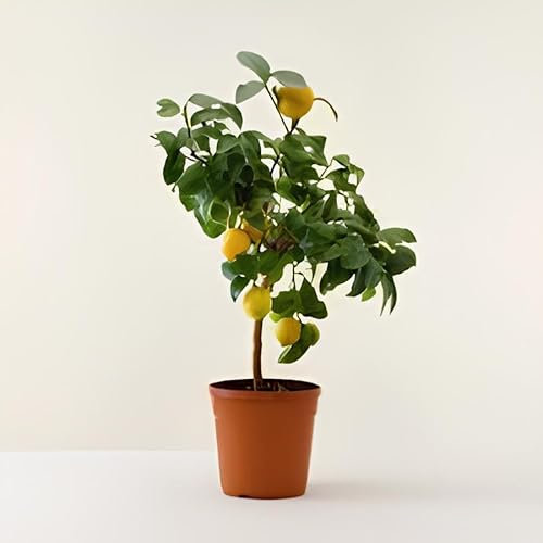Pianta di Limone Quattro Stagioni (Lunario) Nano in vaso o fitocella
