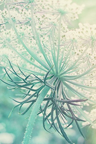 Queen Anne's Lace - Lined Notebook with Margins: 101 Pages, Medium Ruled, 6 x 9 Journal, Soft Cover