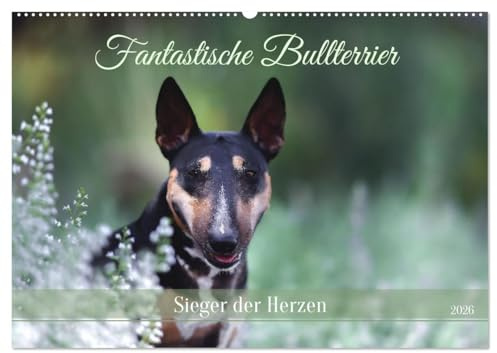 Fantastische Bullterrier - Sieger im Herzen (Wandkalender 2026 DIN A2 quer), CALVENDO Monatskalender: Bezaubernde Bullterrier, charmante eigensinnige Kraftpakete. (CALVENDO Tiere)