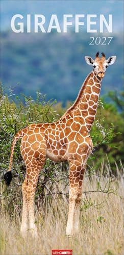 Giraffen Kalender 2027: XL Hochformat. Die beliebten Tiere in einem länglichen Kalender porträtiert. Wandkalender für Tierfreunde. Großformat 33 x 68 cm