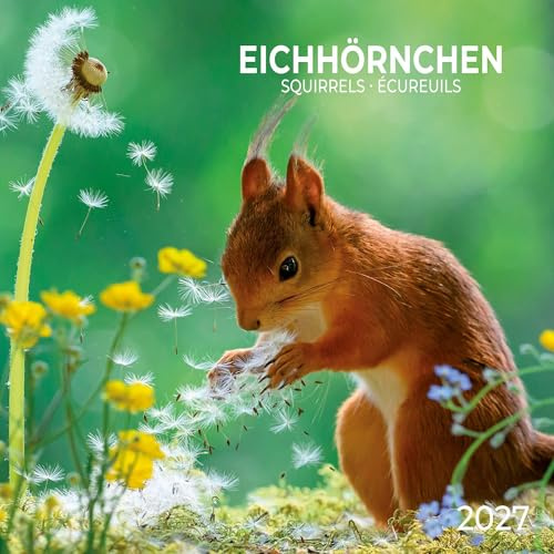 Eichhörnchen / Squirrels 2027: Kalender 2027 (Artwork Edition)