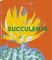 Succulents / Sukkulenten: Floramour