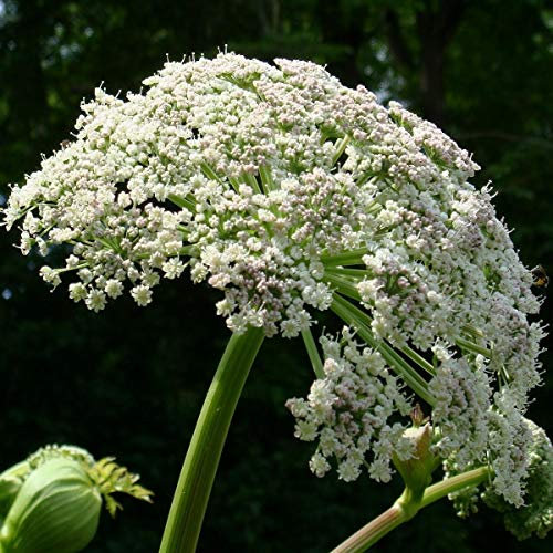 60 Semillas de Angélica, hierba del Espíritu Santo (Angelica archangelica)