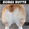 MICASA Corgi Butts 2024 Monatlicher Wandkalender zum Aufhängen, 30,5 x 61 cm offen, dickes und stabiles Papier, Geschenk, lustiger Witz, niedlicher Corgi-Rumps,