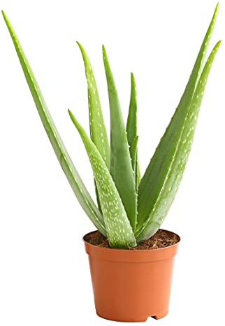 Dehner Echte Aloe, Aloe vera, fleischige Blätter, 40-60 cm, Ø Topf 15 cm, Sukkulente