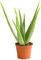 Dehner Echte Aloe, Aloe vera, fleischige Blätter, 40-60 cm, Ø Topf 15 cm, Sukkulente