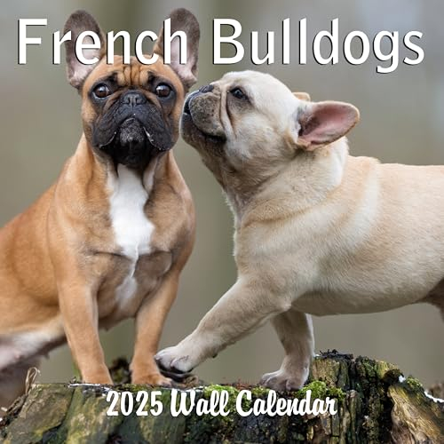 Monatlicher Wandkalender 2026, französische Bulldoggen, 30,5 x 61 cm, Hundekalender September 2025 – Dezember 2026