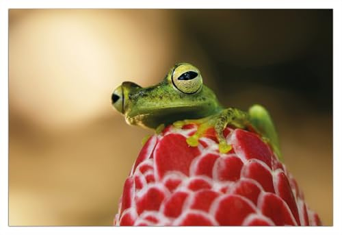 Wallario Poster - Frosch sitzt auf Einer Knospe in Premiumqualität, Größe: 61 x 91,5 cm (Maxiposter)