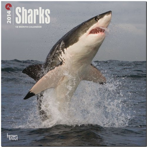 Sharks 2014 - Haie: Original BrownTrout-Kalender [Mehrsprachig] [Kalender] (Wall-Kalender)