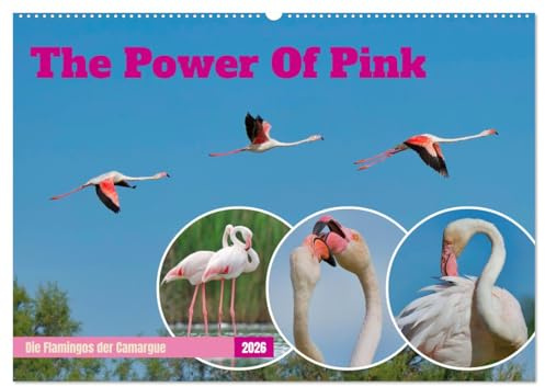 The Power Of Pink (Wandkalender 2026 DIN A2 quer), CALVENDO Monatskalender: Die Flamingos der Camargue (CALVENDO Tiere)