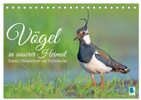 Vögel in unserer Heimat: Kiebitz, Wiedehopf und Turteltaube (Tischkalender 2026 DIN A5 quer), CALVENDO Monatskalender: Nahaufnahmen lassen das Herz jedes Vogelfreundes höher schlagen (CALVENDO Tiere)