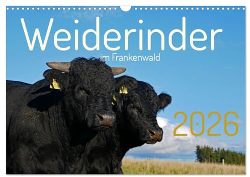 Weiderinder im Frankenwald (Wandkalender 2026 DIN A3 quer), CALVENDO Monatskalender: Momentaufnahmen und Porträts von Rindern auf der Weide (CALVENDO Tiere)