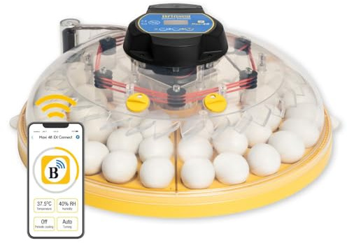 Brinsea Maxi 48 EX Connect Brutmaschine WLAN – App-gesteuerter Brutapparat für bis zu 68 Wachteleier & 48 Hühnereier – Automatische Feuchtigkeitskontrolle, Eierwendung, Made in UK