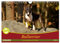 Bullterrier, Powerpakete auf 4 Pfoten (Wandkalender 2025 DIN A4 quer), CALVENDO Monatskalender: Mit Bullterriern durch das Jahr. (CALVENDO Tiere)