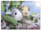 Meerschweinchen 2024 - bezaubernd, hinreißend, entzückend (Tischkalender 2024 DIN A5 quer), CALVENDO Monatskalender: Meerschweinchen bezaubernd, hinreißend, entzückend (CALVENDO Tiere)