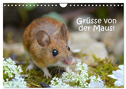 Grüsse von der Maus! (Wandkalender 2025 DIN A4 quer), CALVENDO Monatskalender: Zauberhafte Bilder einer kleinen Maus! (CALVENDO Tiere)