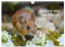 Grüsse von der Maus! (Wandkalender 2025 DIN A4 quer), CALVENDO Monatskalender: Zauberhafte Bilder einer kleinen Maus! (CALVENDO Tiere)
