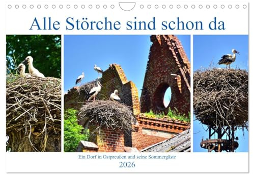 Alle Störche sind schon da - Ein Dorf in Ostpreußen und seine Sommergäste (Wandkalender 2026 DIN A4 quer), CALVENDO Monatskalender: Störche und Storchennester im früheren Kraupischken (CALVENDO Tiere)