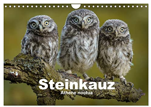 Steinkäuze (Wandkalender 2026 DIN A4 quer), CALVENDO Monatskalender: Steinkäuze sind eines der kleinsten Eulen in Deutschland. (CALVENDO Orte)