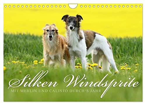 Silken Windsprite - Mit Merlin und Calisto durch´s Jahr 2026 (Wandkalender 2026 DIN A4 quer), CALVENDO Monatskalender: Die seidigen Windhunde aus Amerika (CALVENDO Tiere)