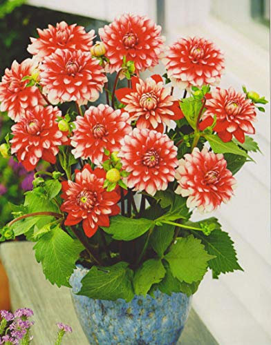 Zwerg Dahlie Larry´s Love Knolle Blumenzwiebeln (1 Dahlie (Wurzelstock))