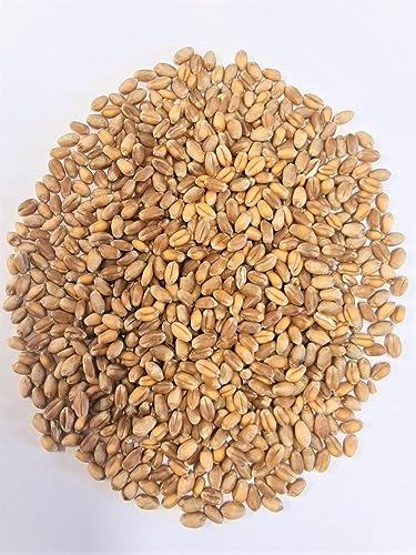 WIDU Bio Weizen geeignet zum Backen Getreide Ganzes Korn 25 KG Getreidesack
