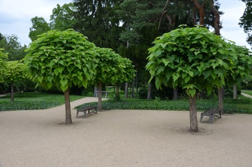 50 Samen Trompetenbaum Catalpa bignonioides Bienen Blüten Zierbaum Garten Baum
