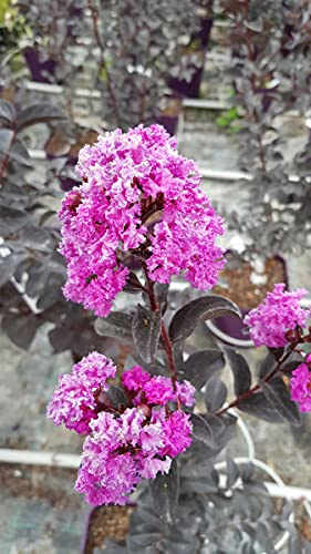 Lagerstroemia indica BLACK SOLITAIRE® 'Purely Purple' / Lilas des Indes violet à feuilles pourpres/Conteneur de 2 à 2.9 litres/Floraison estivale