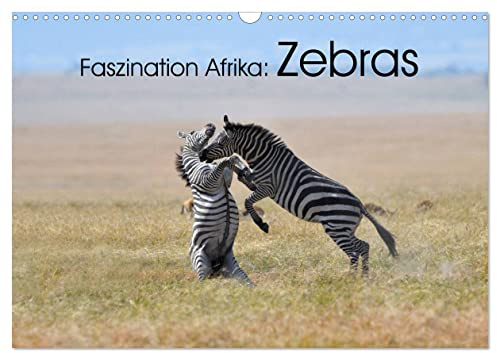 Faszination Afrika: Zebras (Wandkalender 2026 DIN A3 quer), CALVENDO Monatskalender: Wie kein anders Tier vekörpern die Zebras die Tierwelt Afrikas (CALVENDO Tiere)