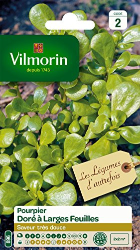 Vilmorin Pourpier Dore Vert