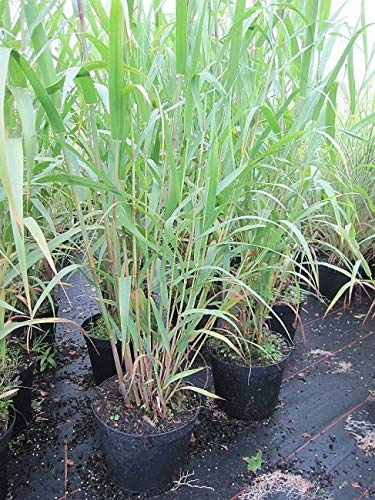 Arundo donax - Pfahlrohr-Riesenschilf - Spanisches Rohr -