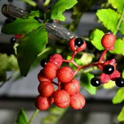 Szechuan Japanese pepper seeds Zanthoxylum piperitum bungeanum pericarpium –