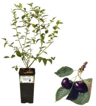 P. Piantine da Orto | Ciliegio a Cespuglio Carmine, Vaso da 2L, Pianta Pronta per il Trapianto, Pianta Vera da Orto, da Balcone e da Esterno, Vivaio Italiano