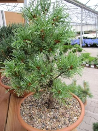 Pinus parviflora Schoons Bonsai - Mädchenkiefer 30-40