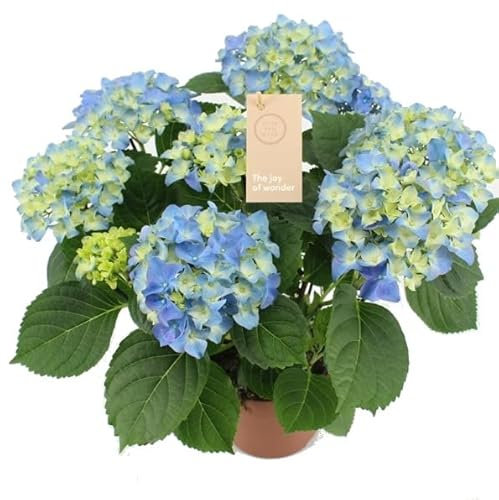 Planta Natural Conocida como Hortensia Early Blue