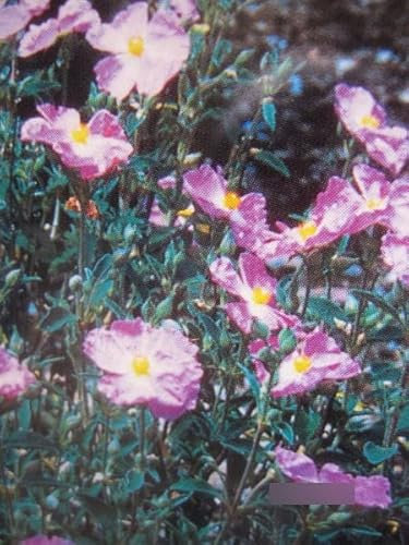 Zistrose Silver Pink - Cistus argenteus Silver Pink 25-30cm