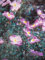 Zistrose Silver Pink - Cistus argenteus Silver Pink 25-30cm